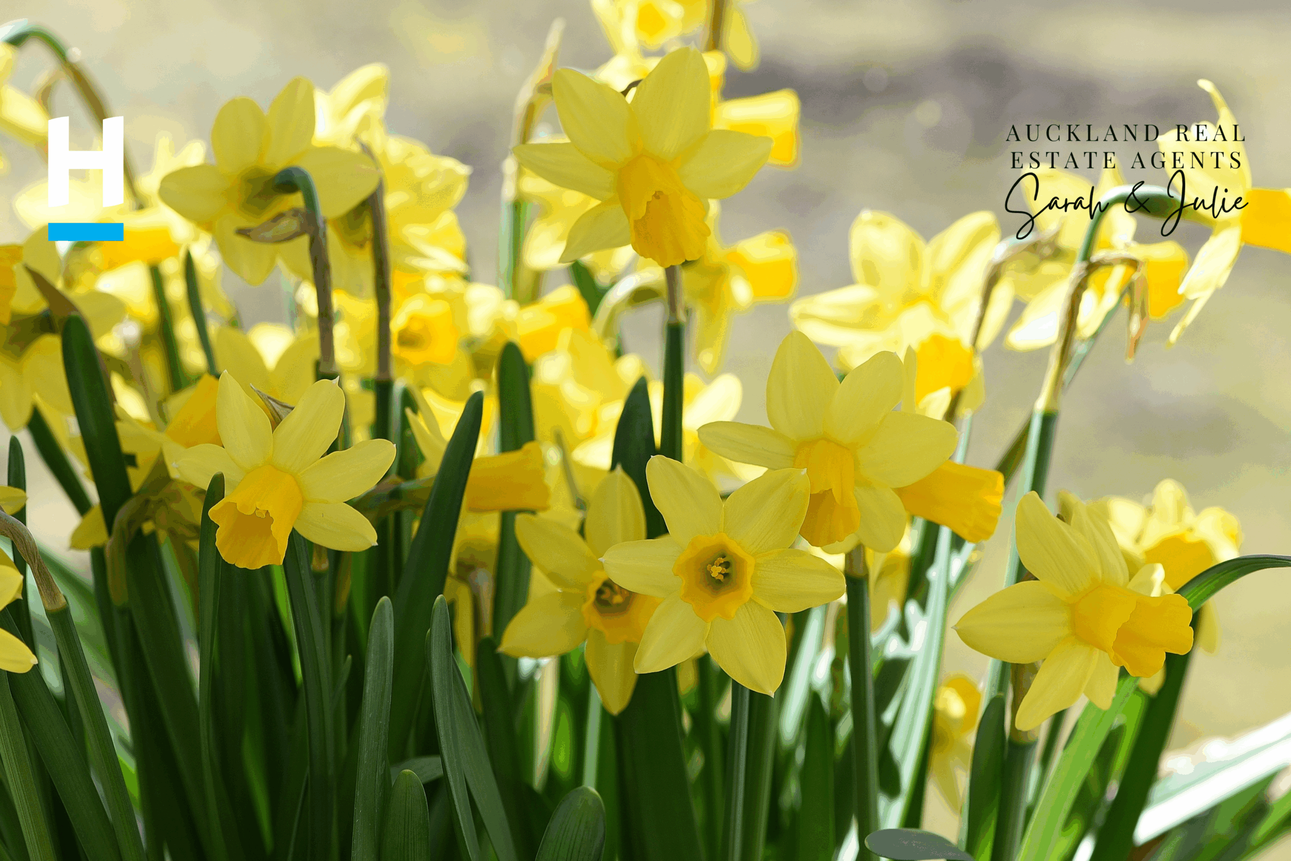 beautiful yellow color flowers.
