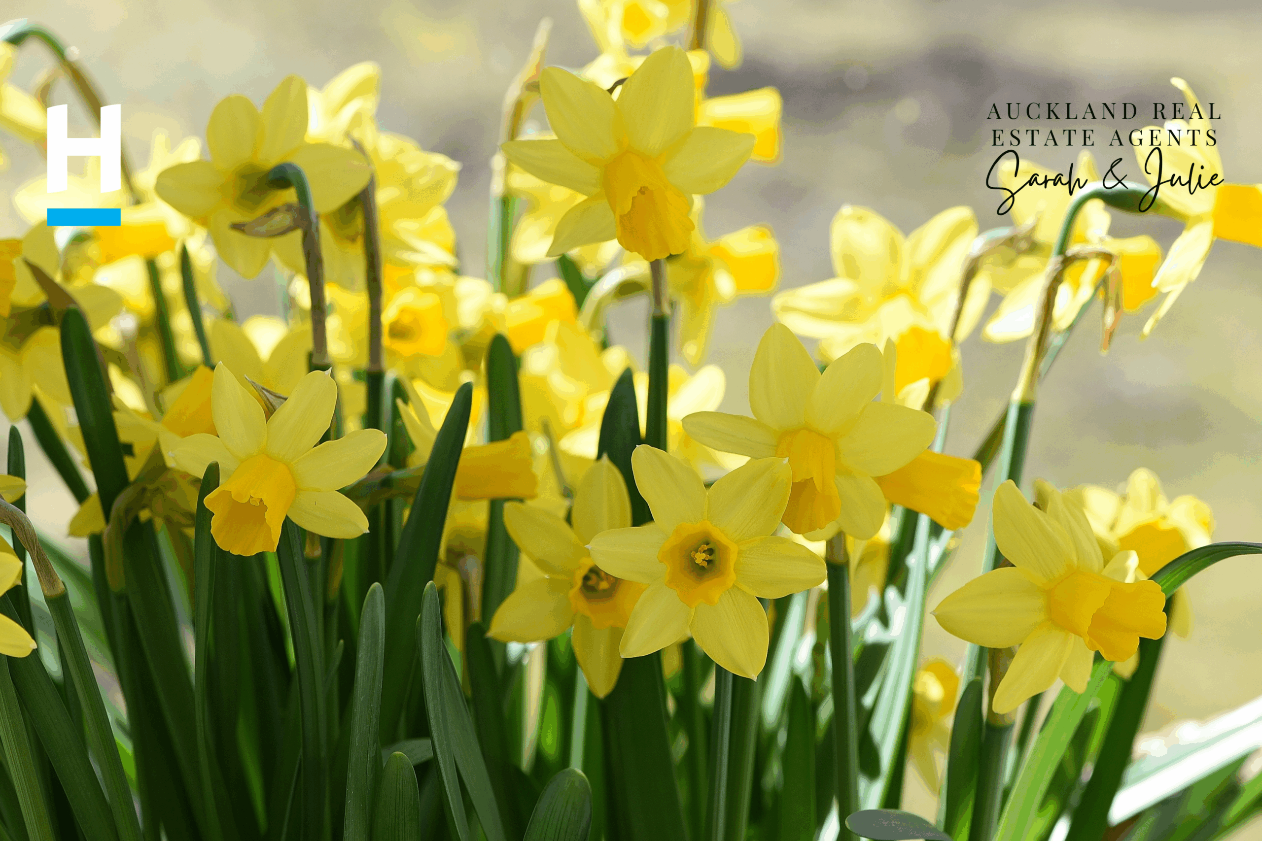 yellow flowers